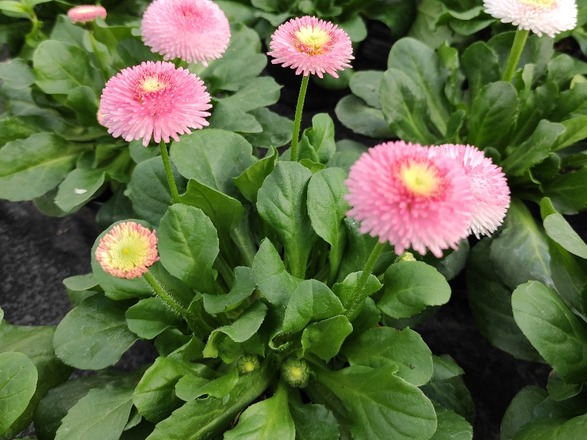 Gänseblümchen in Rosa und Weiß aus der Gärtnerei im BBW Offenburg