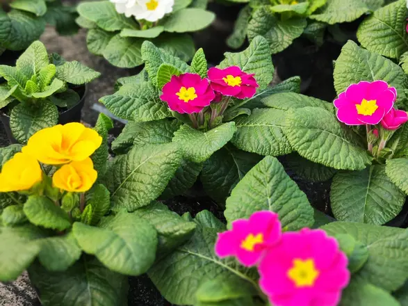 Primeln in Weiß, Lila und Gelb