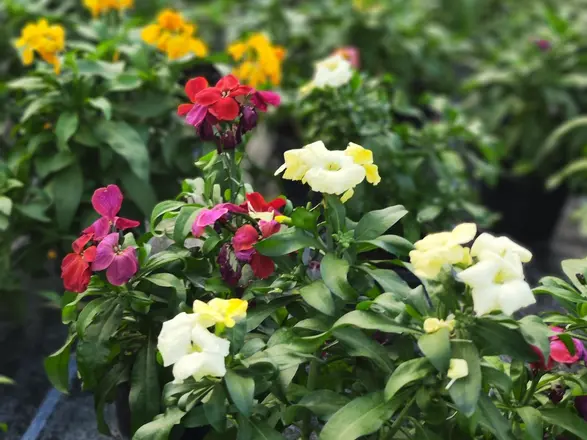 Goldlack in Gelb, Lila und Weiß