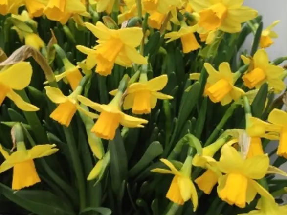 Viele gelbe Narzissen in kleinen Töpfen