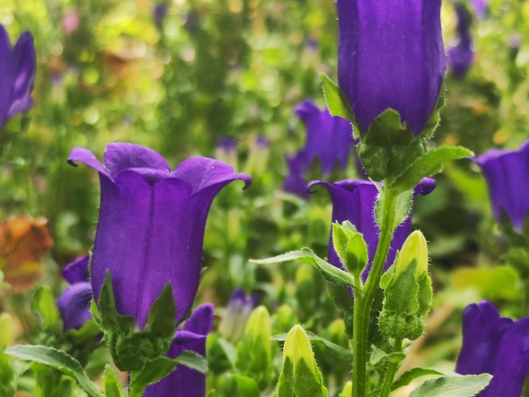 Bild von Glockenblumen