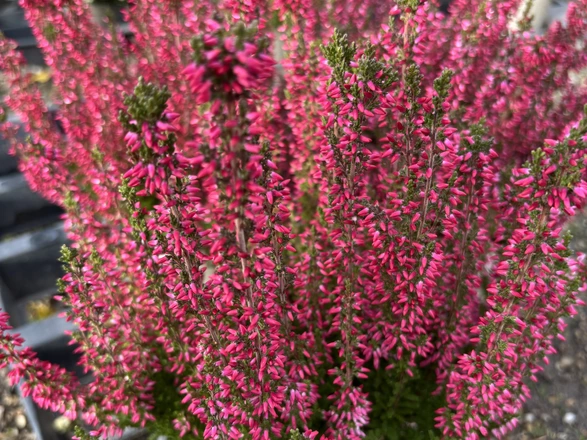 Besenheide, die rot blüht