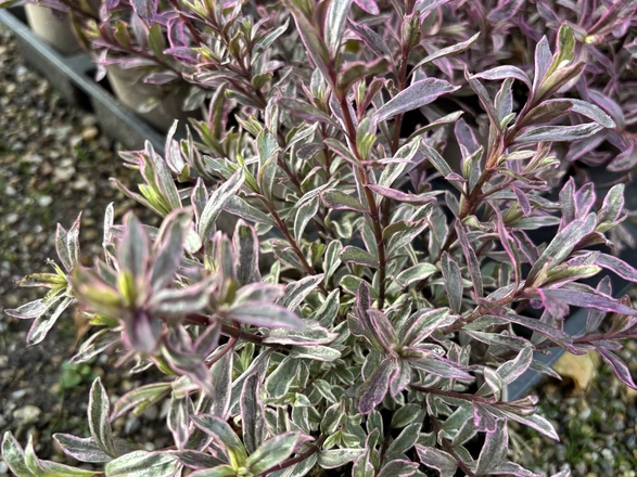 Strauchveronica mit grün-roten Blättern