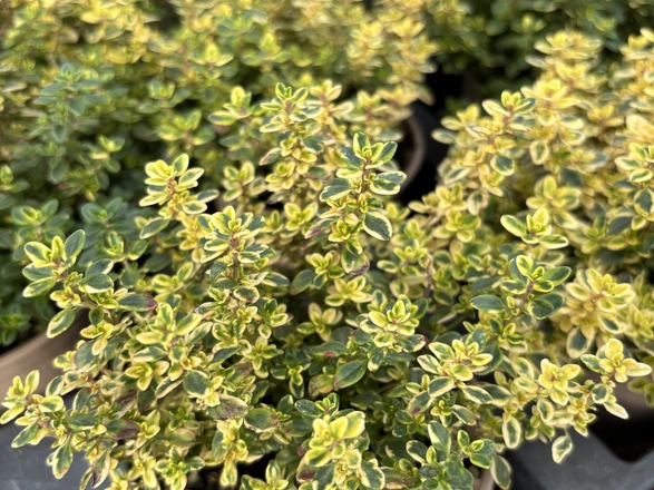 Zitronenthymian mit gelb-grünen Blättern