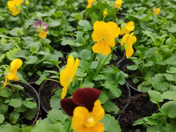 gelb blühendes Hornveilchen