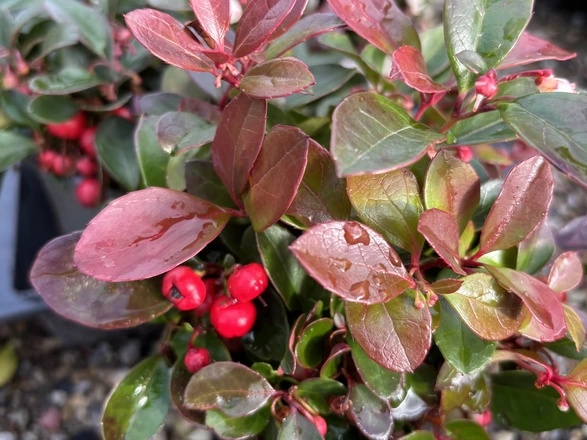 Scheinbeere mit roten Beeren, roten und grünen Blättern
