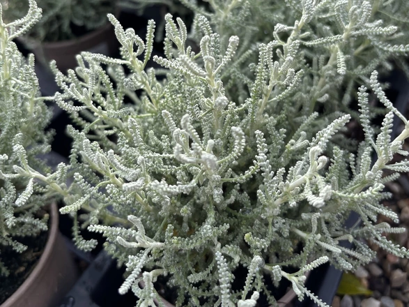 Ein kleiner Strauch Heiligenkraut in einem Topf