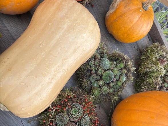 verschiedene Zierkürbise 