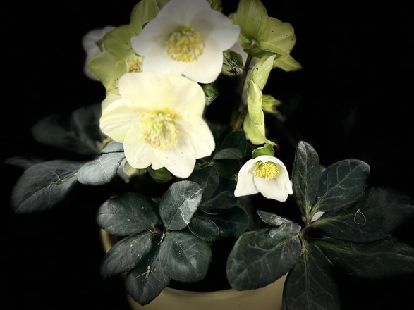 Blühende Christrose in gelbem Blumentopf