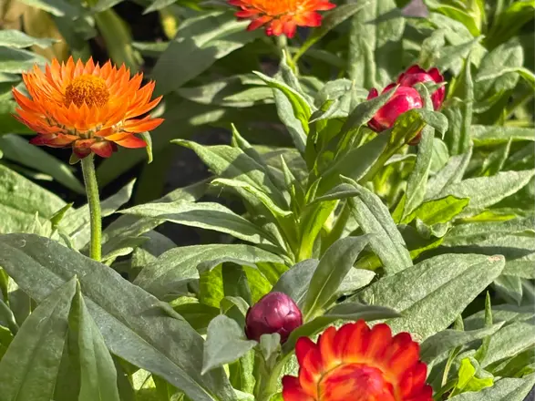 gelb-orange blühende Strohblumen