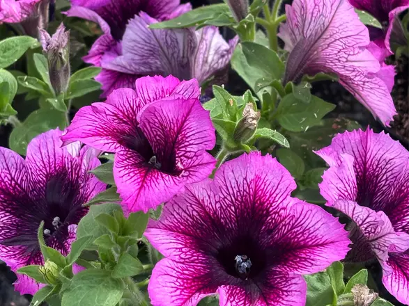 Lila blühende Petunien