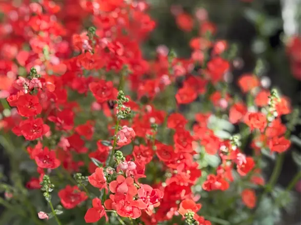 Blüten von rotem Elfensporn