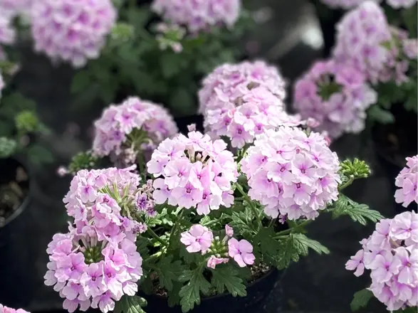 rosa blühendes Eisenkraut