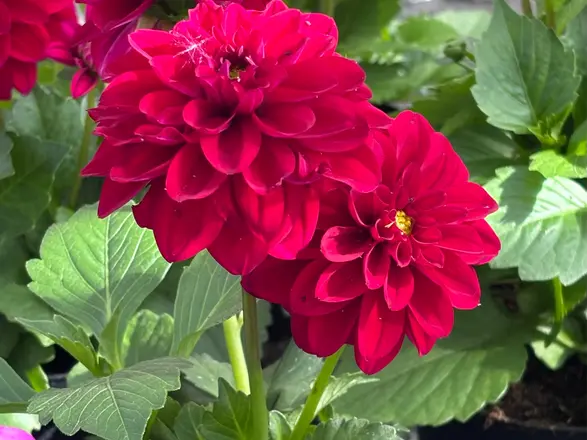 Blüten von roten Dahlien